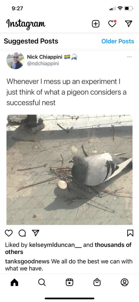 Pigeon's nest